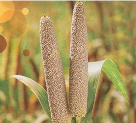 what is bajra